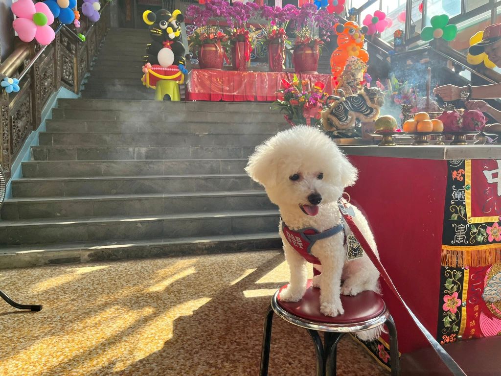 臺中復興宮「寵物收驚」全臺罕見 毛孩爸媽謝虎爺 1 有不少來自全臺的毛孩爸媽帶著需要收驚的毛小孩到臺中復興宮參拜虎爺。(取材自臺中復興宮FB)