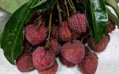 清明掃墓慎終追遠 注意事項不可少